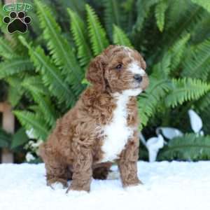 Darcy, Mini Goldendoodle Puppy